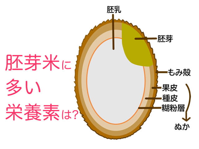胚芽米に多い栄養素は？